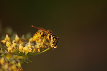 macro wasp bee on yellow and white flower