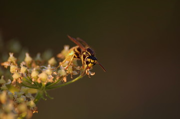 macro wasp bee on yellow and white flower