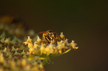 macro wasp bee on yellow and white flower