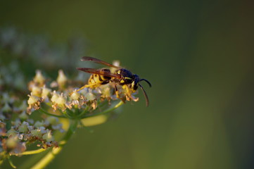 macro wasp bee on yellow and white flower