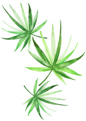 Watercolors, a leaf of a palm tree, a fern, a branch, wild grasses. green on white watercolor hand drawn illustration. Splash of paint. blue tropical palm leaf. watercolor card, postcard, invitation