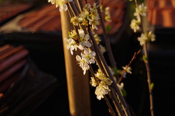 young tree of flowering pear between the roof tiles