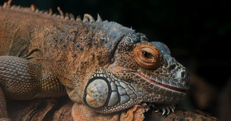 Lizard rest on the rcok