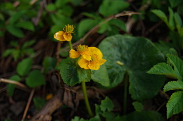 yellow flowers in the forest