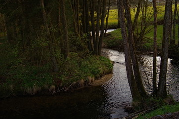 river in the spring forest