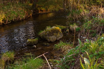 river in the spring forest