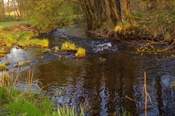 river in the spring forest