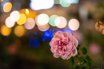 美しいバラの花と色鮮やかな街灯の輝き