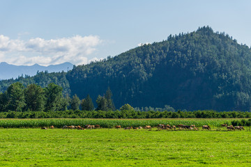 Fototapeta na wymiar Herd of cows on a pasture around a green tree with mountain on background.