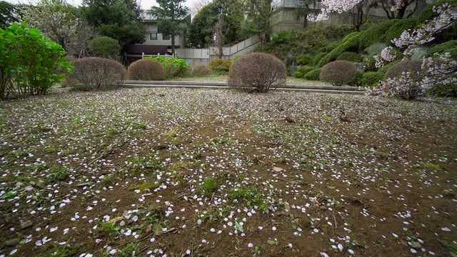 In many temples of Tokyo there are cherry blossoms, moss is grown at the foot of the tree, so when its petals are released, it creates a contrast between the pink  and the green of the moss.