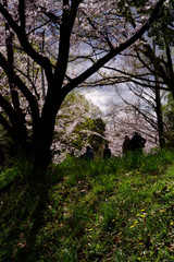 japan sakura ：桜の咲く森