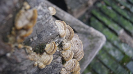 fungus 