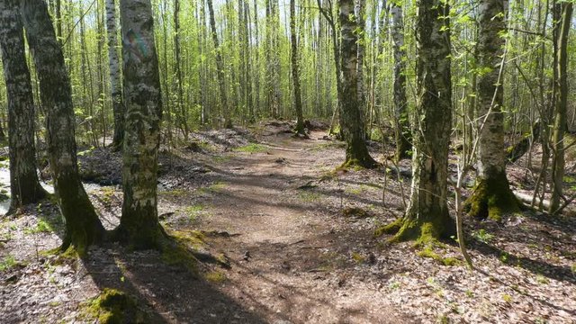 Walk through the spring forest on a Sunny day