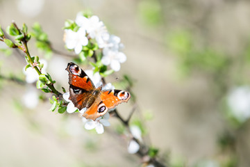 butterfly on a flower