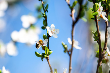bee on spring blossom