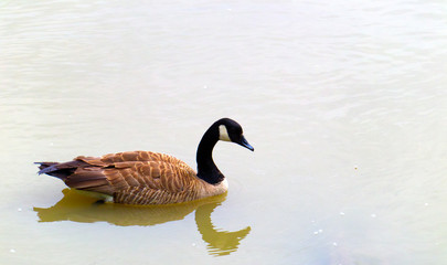 geese swimming in river