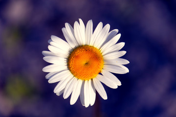 closeup of daisy flower white petals and yellow inserts