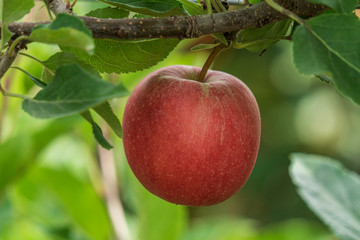 royal gala apples on the tree branch in autumn farm closeup.