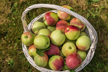 apples in white basket on a grass near trees in the farm.