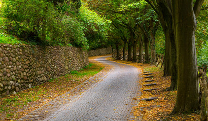 Brick paved alley road with trees in autumn