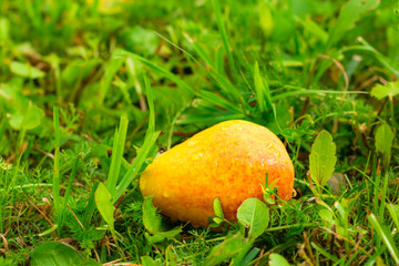 bright yellow pear in raindrops lying on the grass