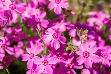 small pink phlox flowers close up, bright wallpaper