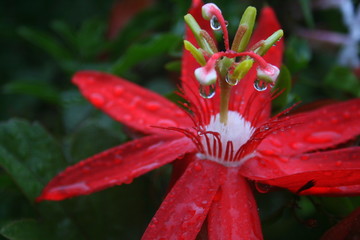 Fleur de la passion rouge 1