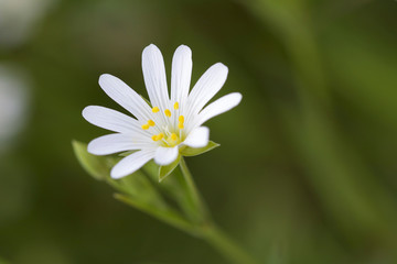 close up of white flower head