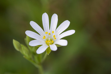 close up of white flower head