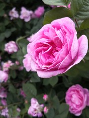 Beautiful Pink Rose Flower
