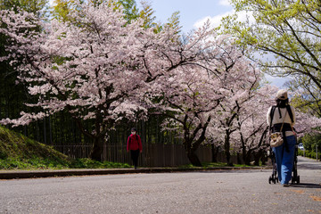 乳母車を押す女性と満開の桜並木