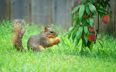 Hungry Squirrel (Sciurus niger) eating peach fruit under the tree in the garden