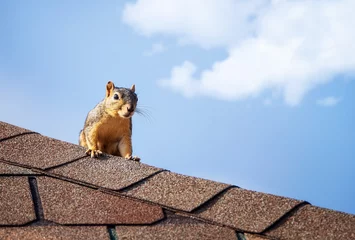 Stof per meter Eekhoorn op het dak. Blauwe hemel witte wolken achtergrond met kopie ruimte. © leekris
