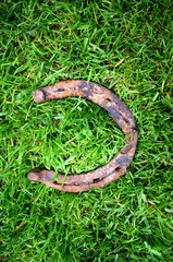 old horseshoe on a green grass