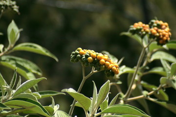 Baies dans la forêt réunionnaise 1