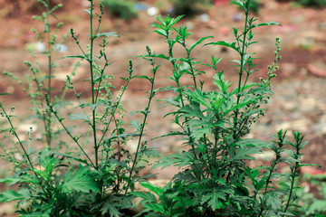 full view of mugwort or damong maria plant