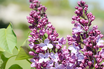 Obraz na płótnie Canvas common lilac flowering in the garden in springtime