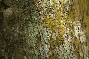 Closeup Tree Bark Texture For Background , Old Wood Tree background, Selective Focus    