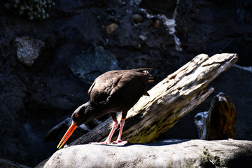black bird at aquarium renton seattle washington