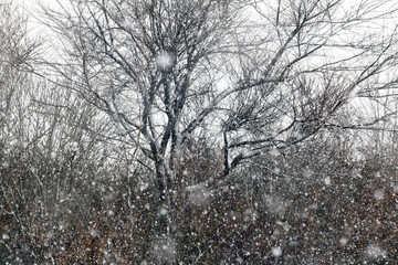 木と雪景色