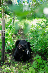 domestic cat is resting in shade of trees on countryside