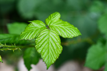 wild blackberry leaf seattle washington
