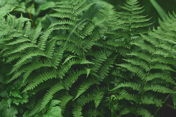 Fototapeta na wymiar fresh fern leaves in a dark forest. beautiful dark green natural background