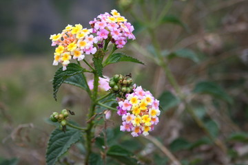Fleurs roses et jaunes à la Réunion 1