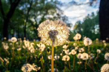 Sunny dandelion in the evening at sunset