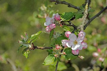 Baumblüte