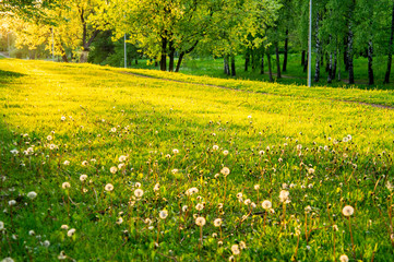 Warm sunny evening summer park without people. Yellow and green grass and trees.