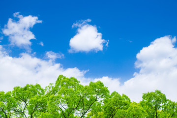 新緑と青空