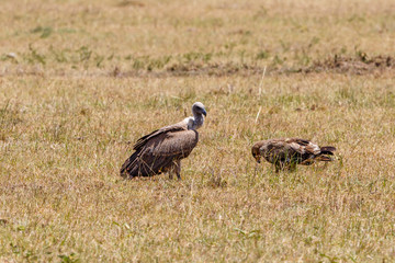 Vulture and a Eagle sitting in the grass on the savannah