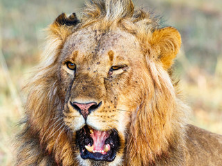 Close up of a lion male with open mouth